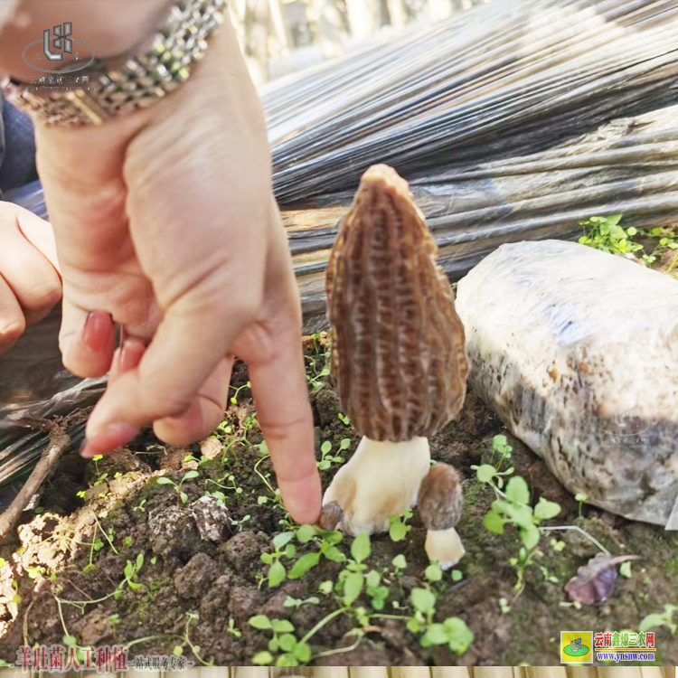 福建羊肚菌畝產量一般多少斤 羊肚菌的功效和作用 羊肚菌圖片