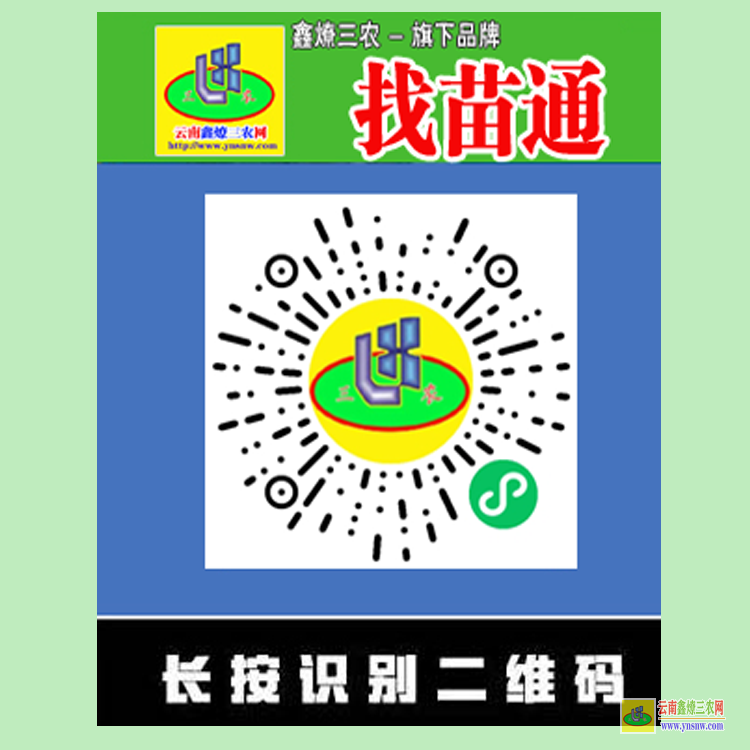 瀘西花椒樹 請問云南哪個地方有黑桃樹苗 微信搜搜{找苗通}