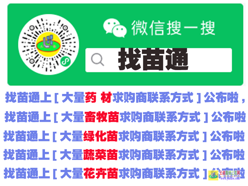 祿豐哪里有吳茱萸苗? 微信搜搜{找苗通}