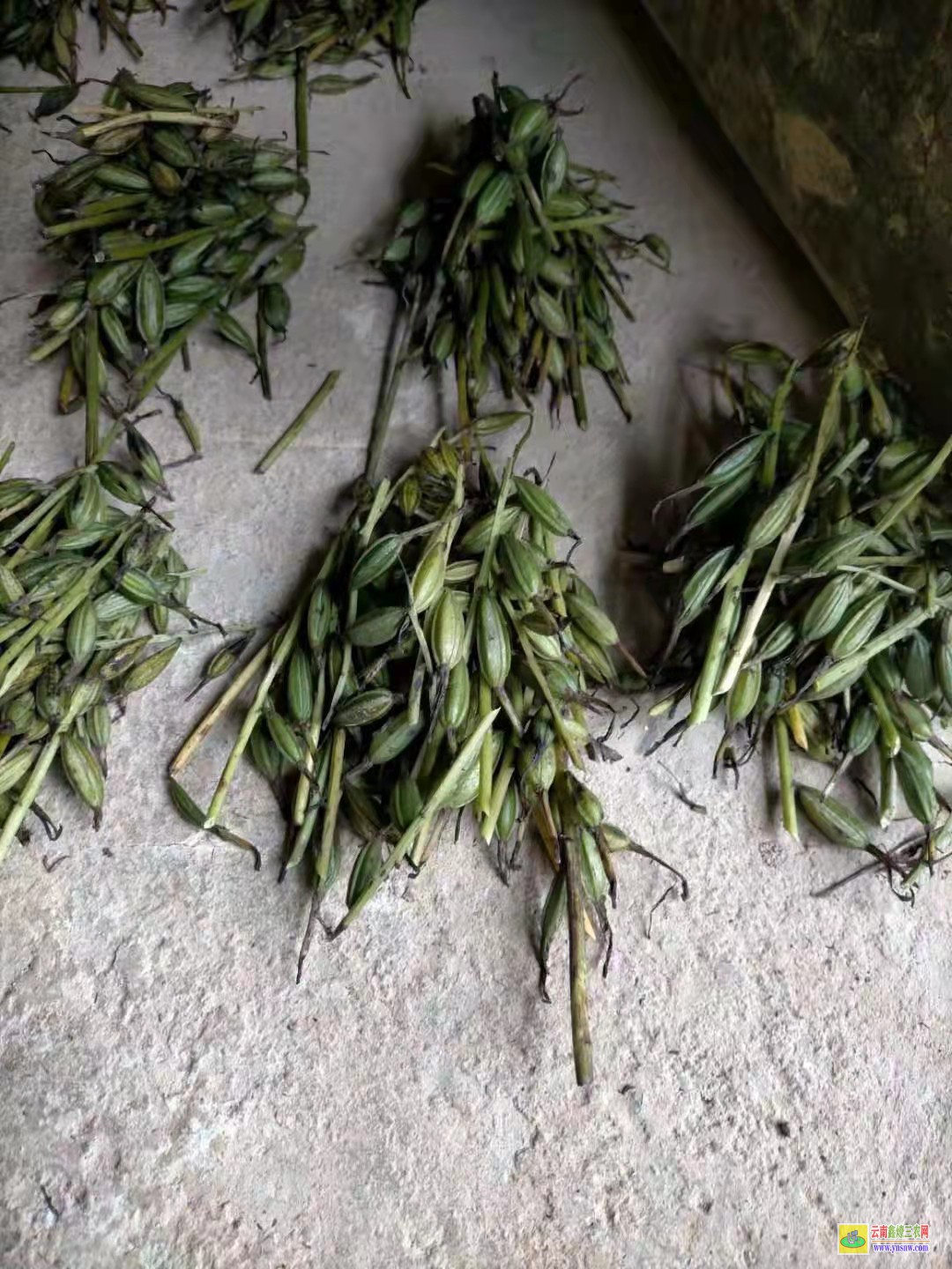 黔東[毛慈菇苗]價格 【毛慈菇種子】能繁殖 【毛慈菇種子】催芽技術