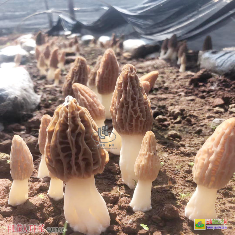 江西羊肚菌的功效與吃法 羊肚菌的功效與作用吃法 羊肚菌的種植方法栽培技術