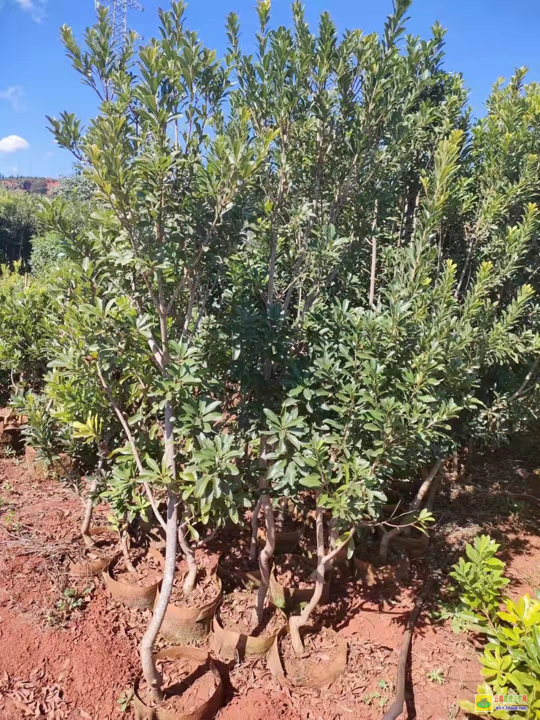 昆明楊梅苗怎么種出來的 湖南靖州楊梅苗基地 東魁楊梅種植管理技術