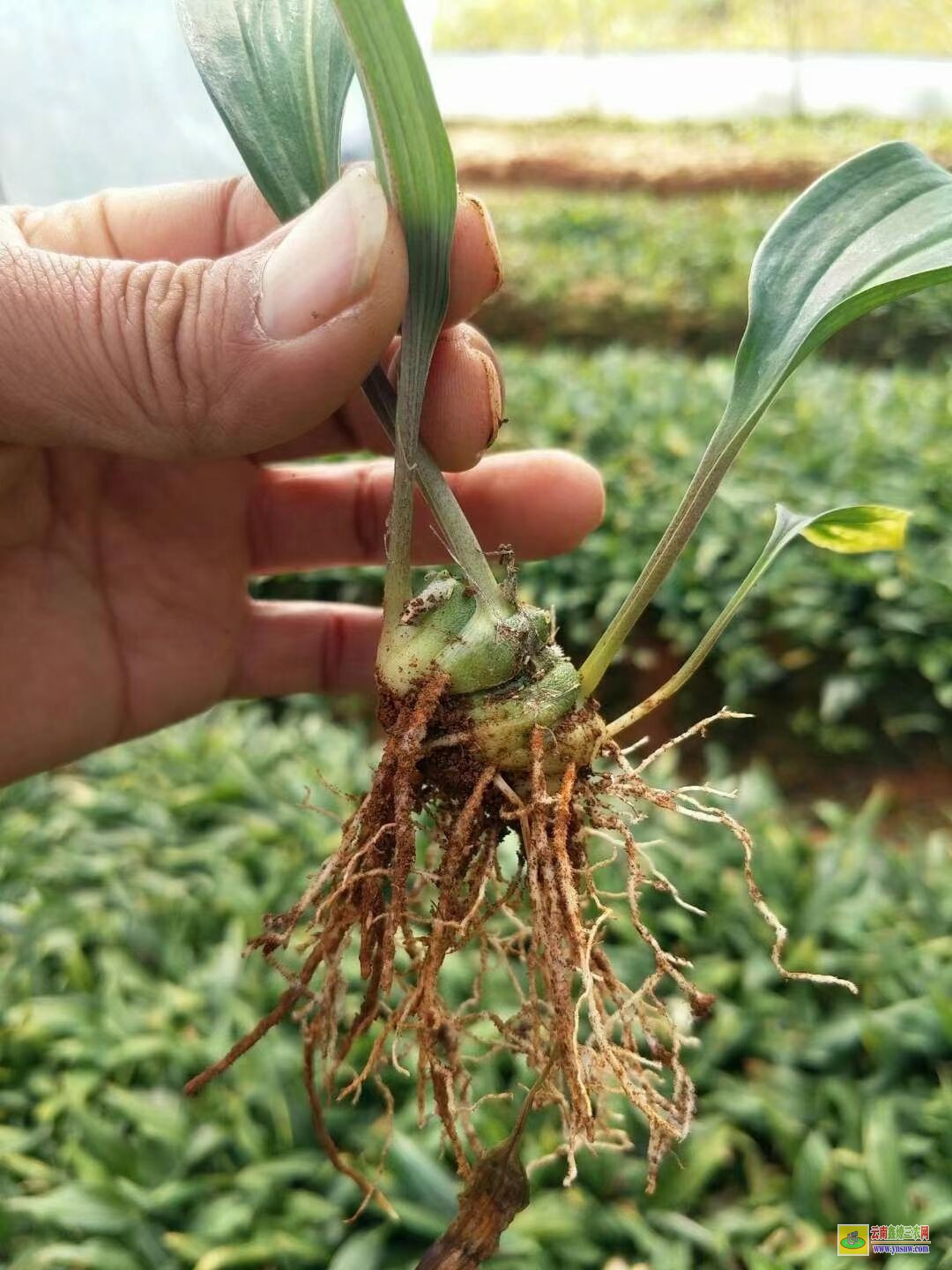 臺(tái)江【黃精種子】種植方法 【黃精種子】催芽技術(shù) 【黃精種子】育苗時(shí)間