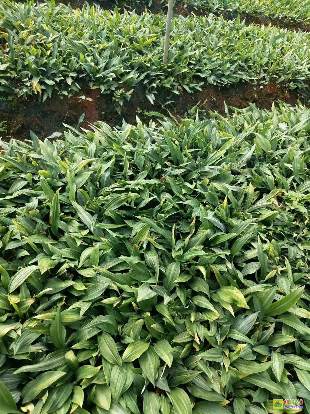 萬山特[黃精種子]的價格 【黃精種子】催芽技術 【黃精種子】育苗技術步驟