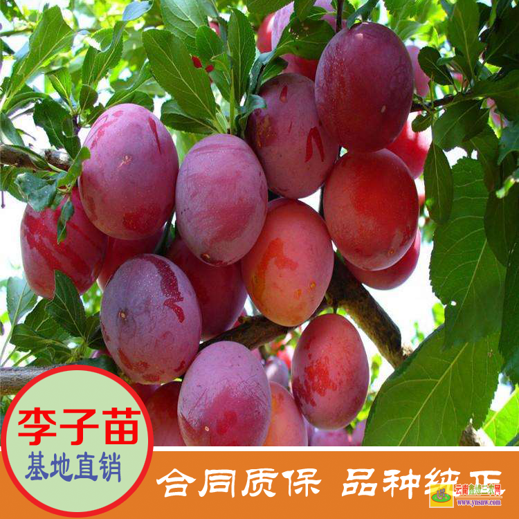 云南德宏李子苗多少錢一棵 美國恐龍蛋李子苗價格 大紅袍李子苗價格