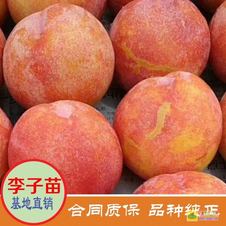 云南昭通李子苗價格果樹小苗 李子苗價格 晚熟李子苗價格