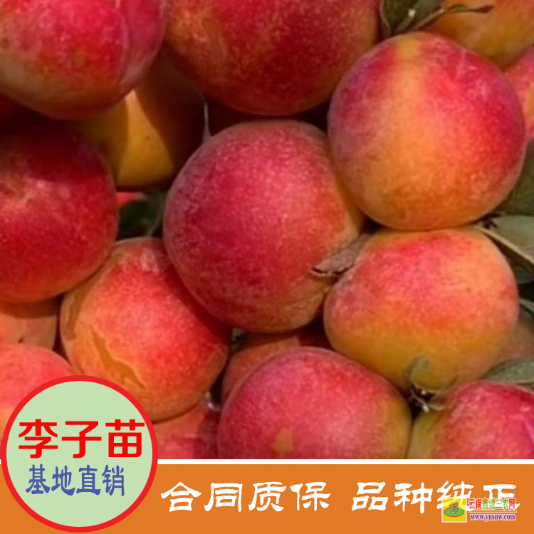 云南臨滄李子苗價(jià)格果樹小苗 黃金李子苗價(jià)格是多少 晚熟李子苗價(jià)格