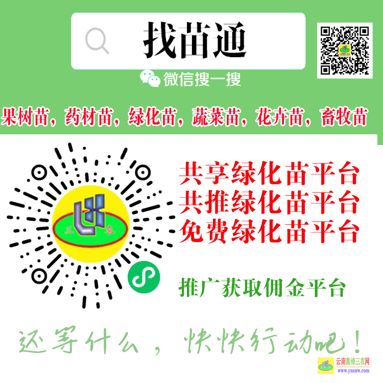 尋甸藥材苗銷售在哪個平臺 微信搜一搜[找苗通] 果樹苗平臺