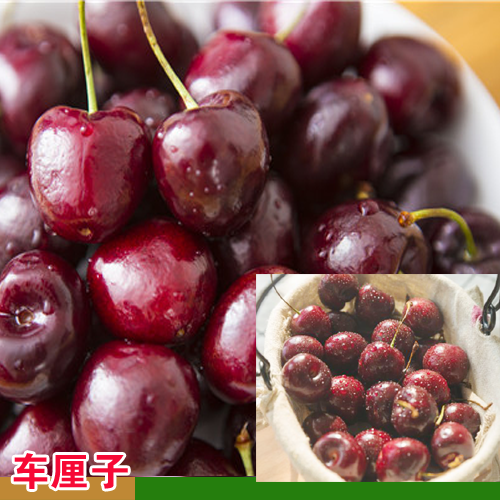 雅安車?yán)遄訕涿缗柙詧D解 車?yán)遄訕涿绶N植技術(shù)