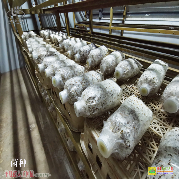 尋甸云南省羊肚菌種植基地 云南羊肚菌種植基地 昆明羊肚菌種植基地