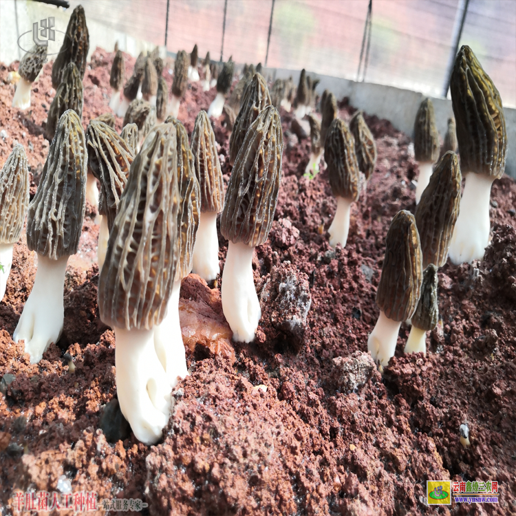師宗昆明哪里有羊肚菌種植 云南羊肚菌種植技術 云南省羊肚菌種植