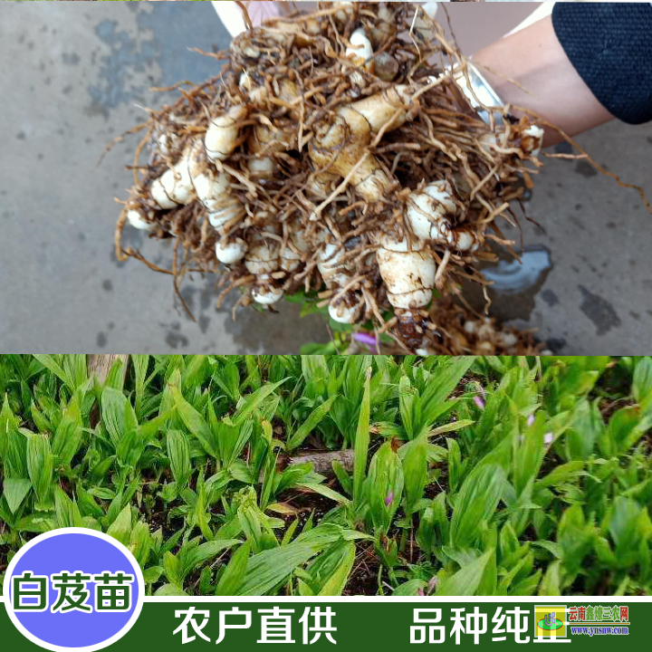 榕江毛慈菇圖片 今日毛慈菇的價(jià)格 光慈菇和山慈菇圖片