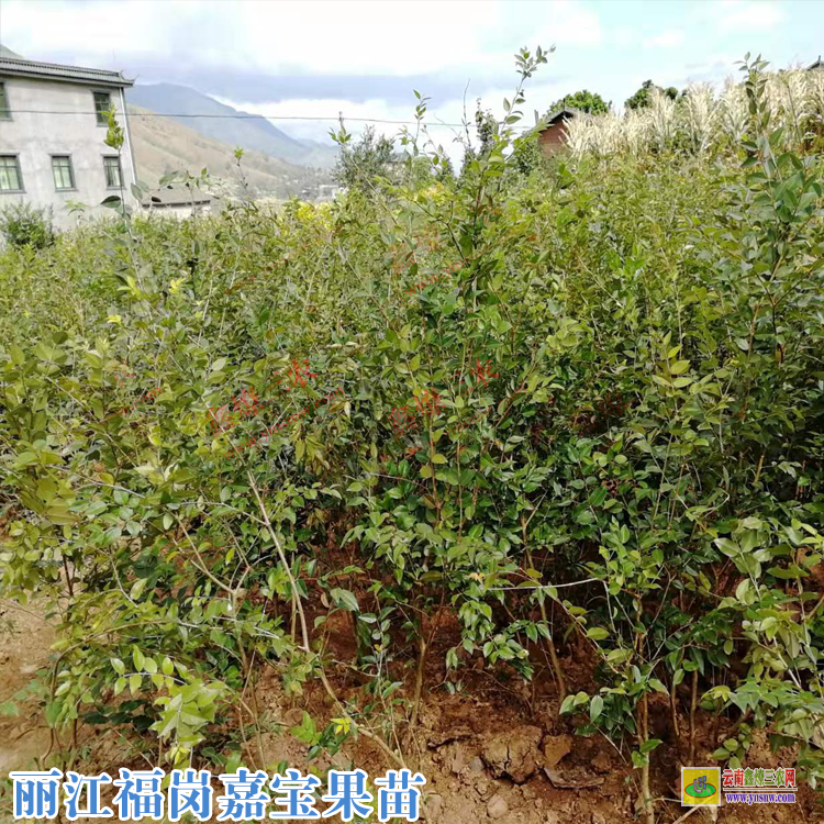 元謀莎巴嘉寶果苗圖片 嘉寶果6年樹價格 嘉寶果樹葡萄價格