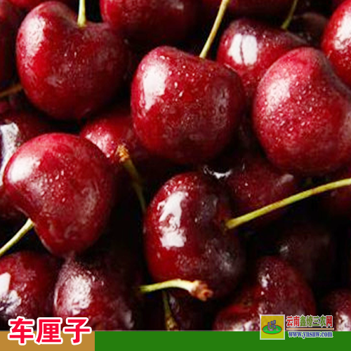 臨翔車?yán)遄訕?shù)苗在哪里能買到 車?yán)遄訕?shù)苗種植技術(shù) 云南車?yán)遄訕?shù)苗