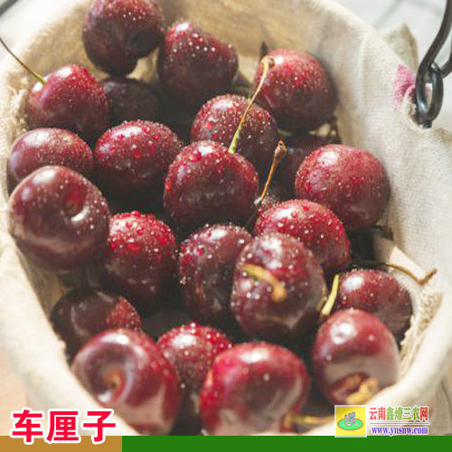 臨翔車?yán)遄訕?shù)苗在哪里能買到 車?yán)遄訕?shù)苗種植技術(shù) 云南車?yán)遄訕?shù)苗