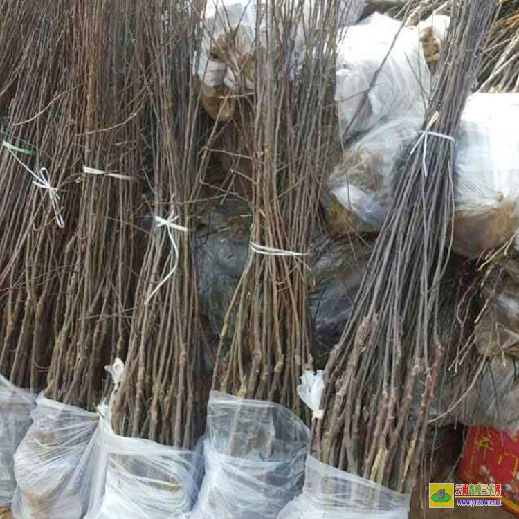 富寧8號蘋果苗 云南正宗蘋果苗栽培基地 煙富8蘋果苗