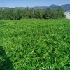 南充貴州花椒苗 求購(gòu)花椒苗 嫁接花椒苗