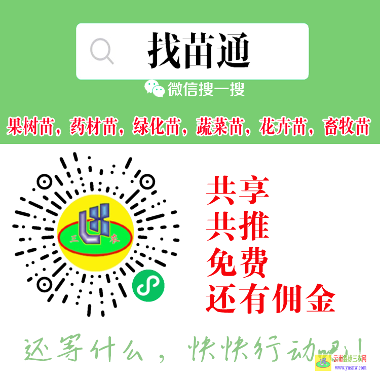 巴州果樹苗果樹苗 開心果樹苗 花果樹苗