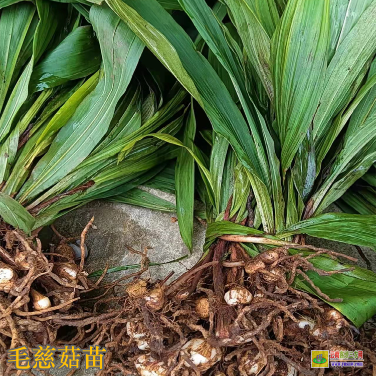 龍馬潭毛慈菇苗多少錢一株 毛慈菇苗怎么培植 毛慈菇苗圖片