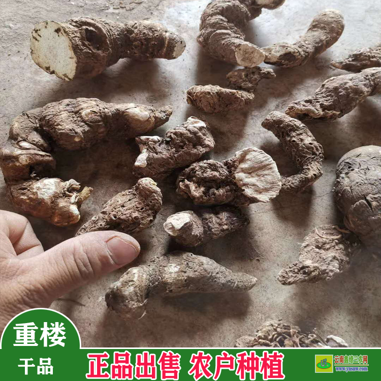 宜良重樓苗木規格要求 滇重樓苗多少錢一公斤 怎樣育重樓苗