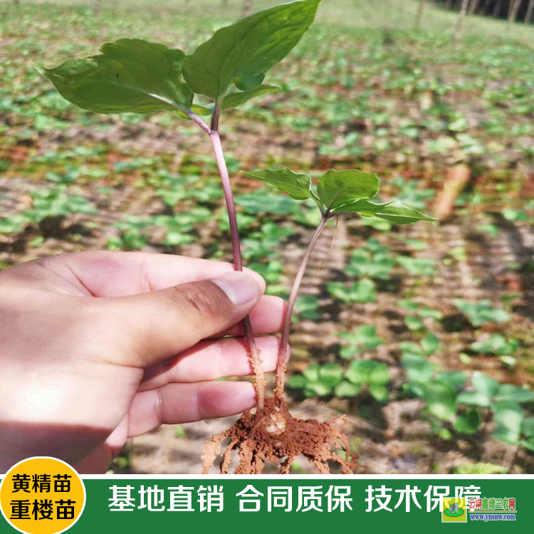 臨翔重樓苗價格 大姚重樓苗基地在哪里? 滇重樓苗