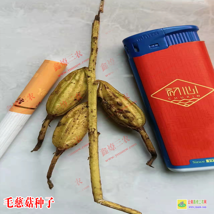 鹽田毛慈菇種苗價格 毛慈菇價格多少一公斤 毛慈菇種苗畝用量