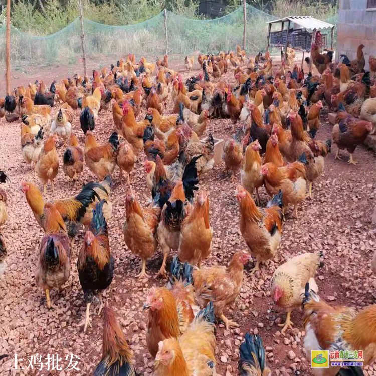 耿馬閹雞價(jià)格上漲的信息 放養(yǎng)土母雞 散養(yǎng)土雞養(yǎng)殖場(chǎng)圖片