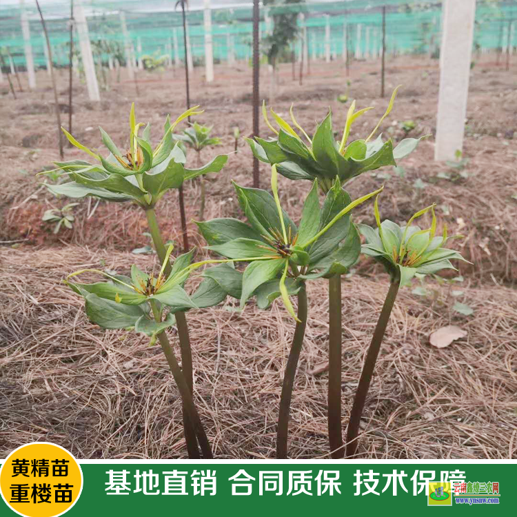 劍閣重樓價格苗 滇重樓苗價格 重樓煉苗基地