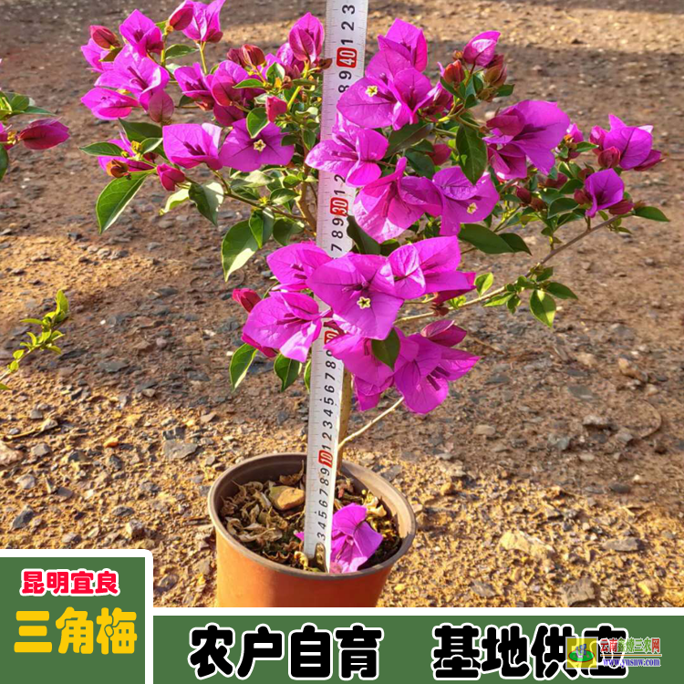 文山重瓣三角梅價格 三角梅批發價格云南三角梅價格