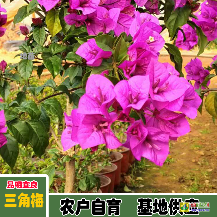 黔西重瓣三角梅價格 三角梅老樁價格云南三角梅價格