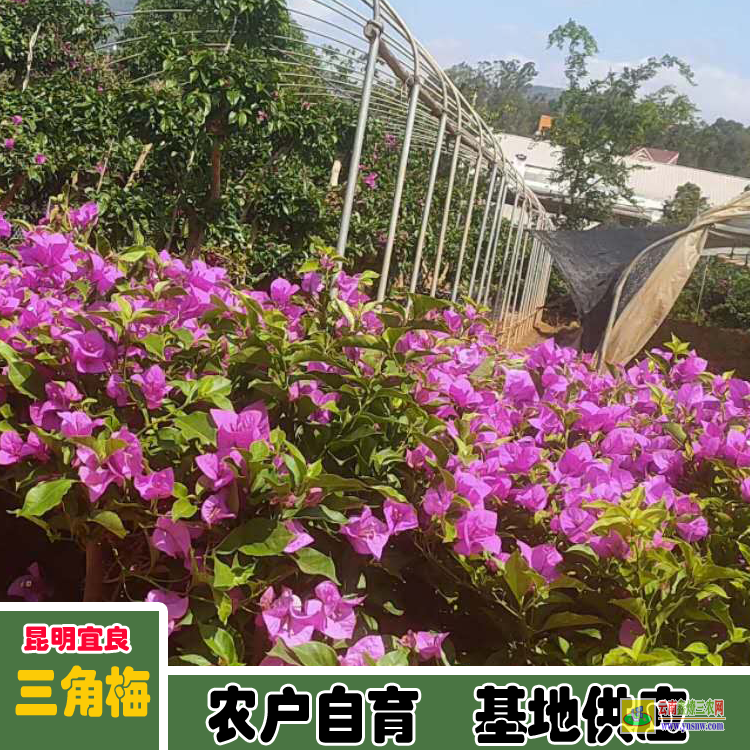 黔西重瓣三角梅價格 三角梅老樁價格云南三角梅價格