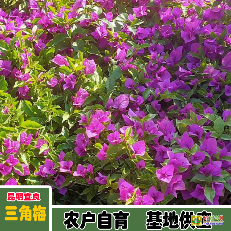 廣元三角梅綠葉櫻花價格 三角梅批發價格云南三角梅價格