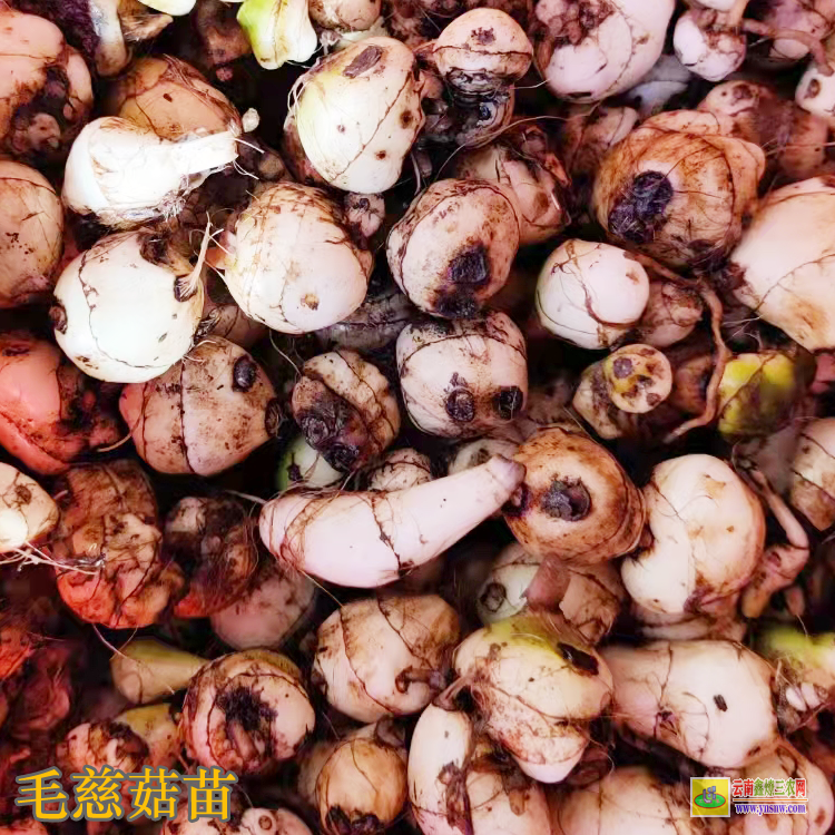 汝城藥材苗多少錢一個(gè) 藥材苗木批發(fā)網(wǎng)站 藥材苗木有哪些