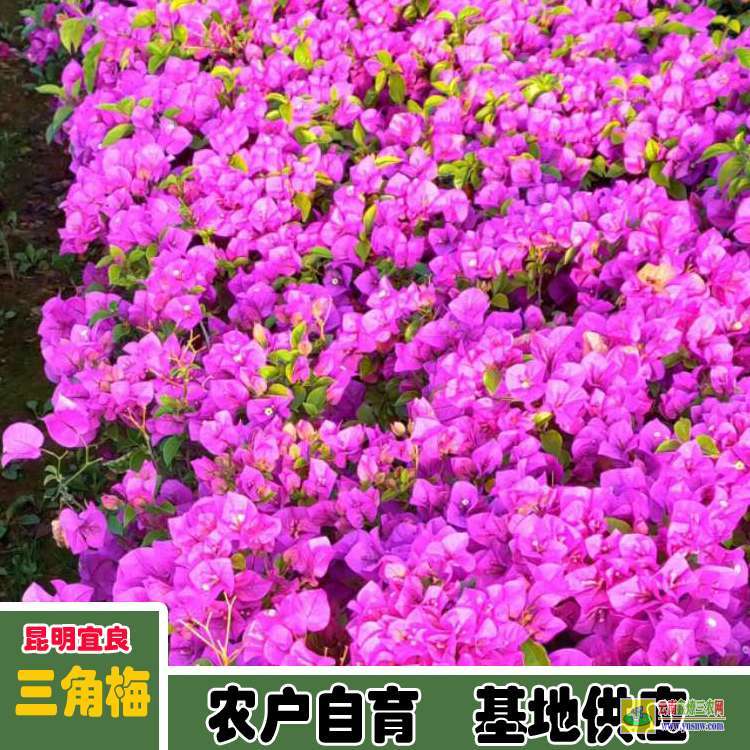 四川南充老樁三角梅盆景價格 三角梅價格紫色三角梅下山樁價格