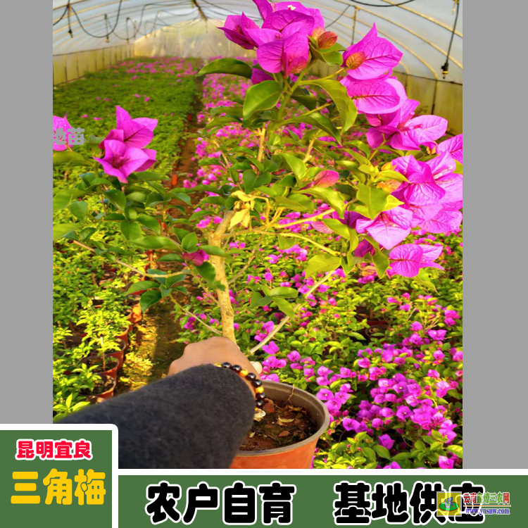 四川攀枝花云南三角梅價格 三角梅批發價格表三角梅的價格表