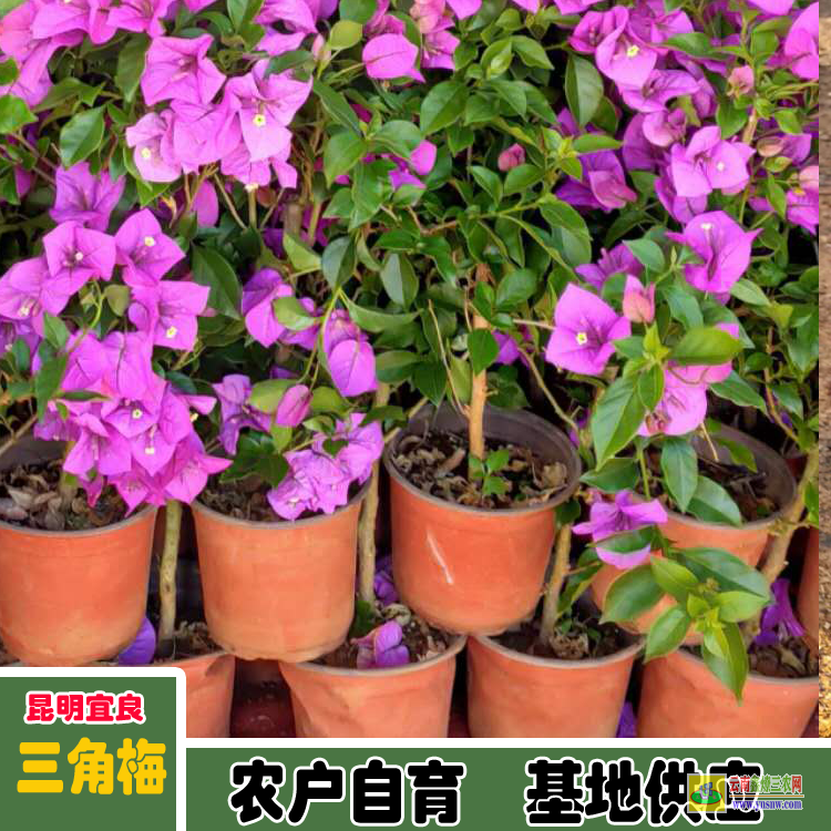 四川廣安老樁三角梅盆景價(jià)格 三角梅價(jià)格紫色三角梅下山樁價(jià)格