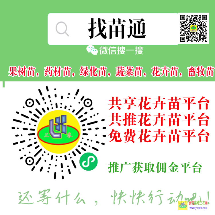 云南武定果樹苗大全品種 云南果樹苗批發基地 購買果樹苗