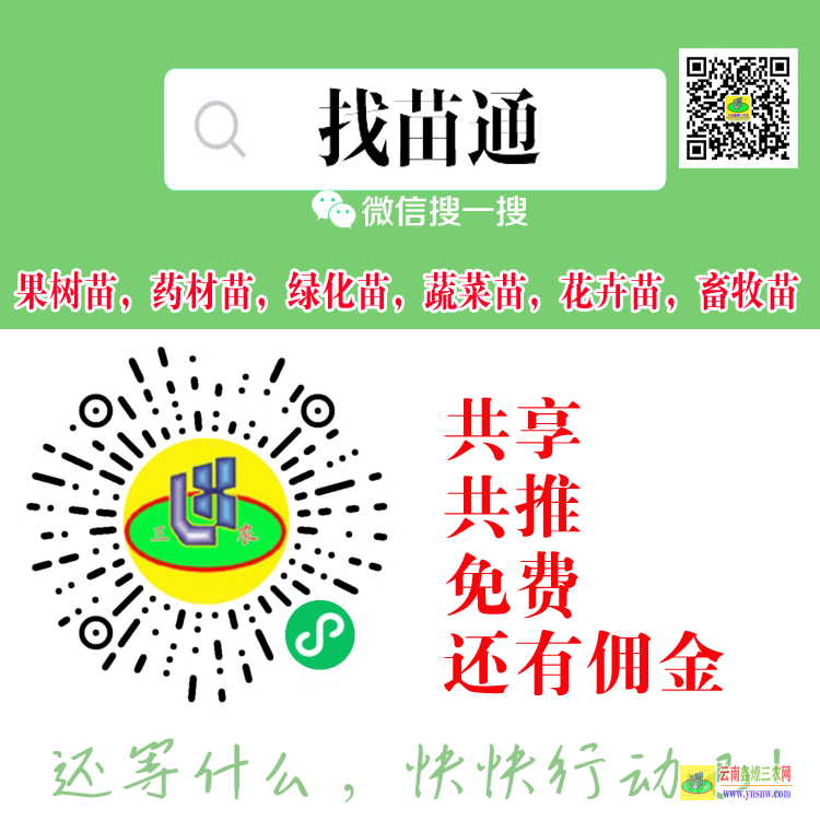 云南魯?shù)槭卟嗣缒睦镉匈u 蔬菜苗批發(fā)賺錢嗎 蔬菜苗子供購合同