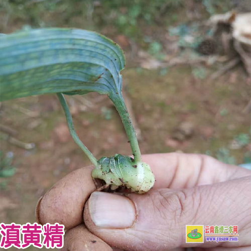 曲靖馬龍黃精種苗基地 黃精種苗價格 黃精種苗價格