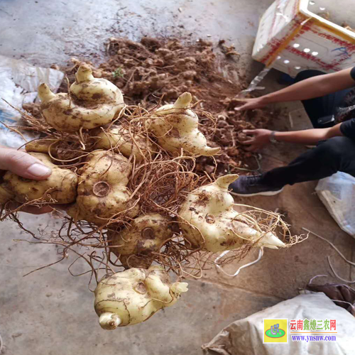 楚雄雙柏黃精種苗 黃精種苗圖片 中藥材黃精種苗價格