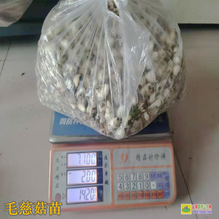 遼源西安毛慈菇亳州藥市 毛慈菇苗價(jià)格 毛慈菇苗瓶苗價(jià)格