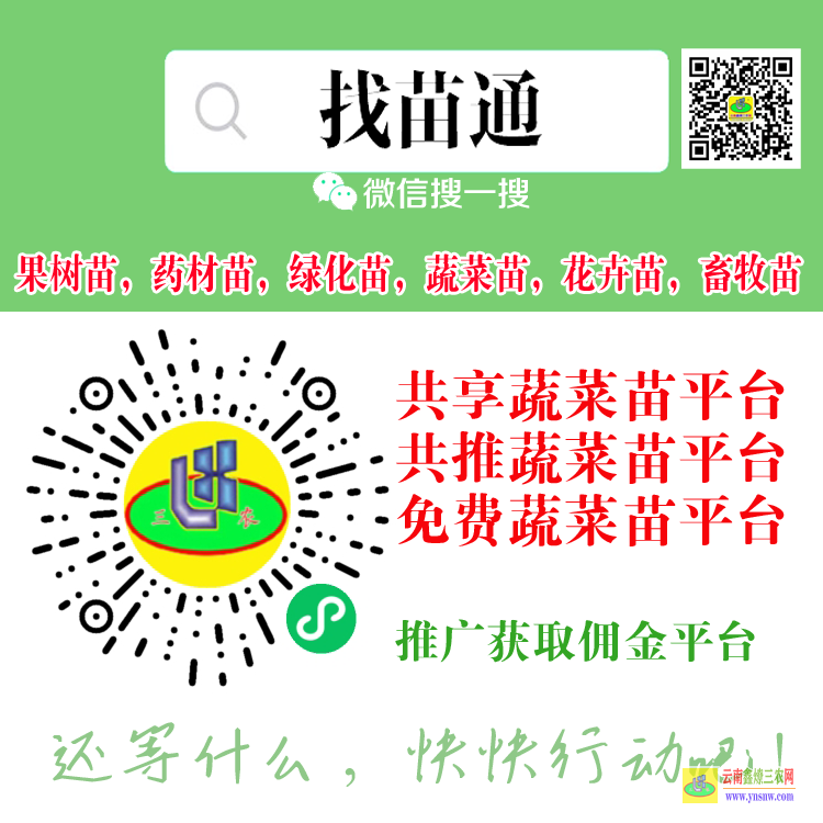 云南通海蔬菜苗哪里有賣 蔬菜苗批發賺錢嗎 蔬菜苗子供購合同