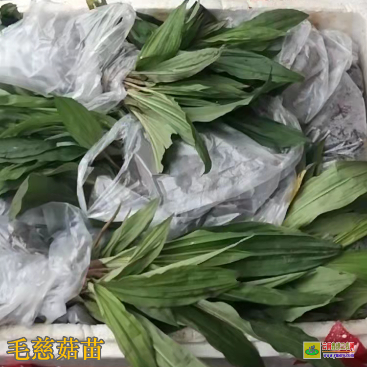 四川大竹毛慈菇苗圖片 獨(dú)蒜蘭毛慈菇 毛慈菇苗子圖片