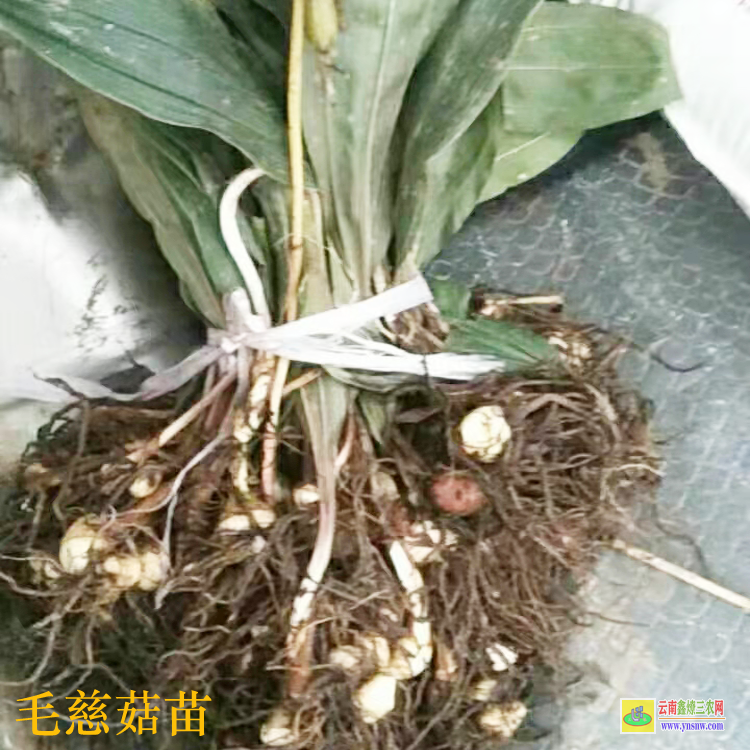 廣西永福獨蒜蘭苗怎么保存 毛慈菇苗價格 毛慈菇苗子圖片