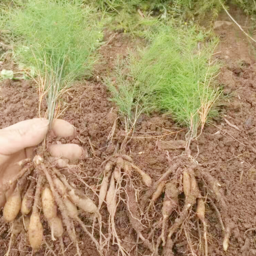 甘孜巴塘哪種藥材國家緊缺需大量種植 懷化天冬種苗基地批發 重慶天冬苗批發價
