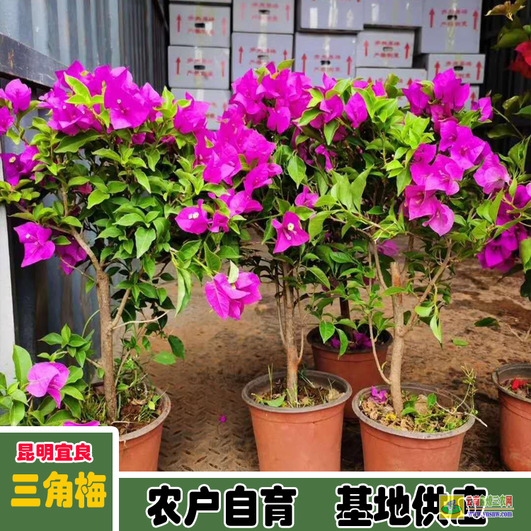 福建德化福建三角梅價格 宜良重瓣三角梅苗價格 三角梅價格走勢