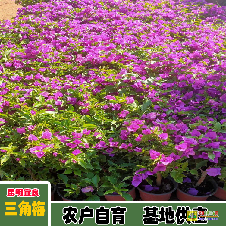福建龍文老樁三角梅盆景價格 三角梅價格紫色 三角梅下山樁價格