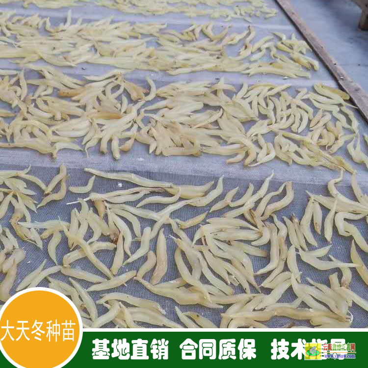 南充南部天冬苗批發 生鮮批發天冬種子平臺 貴州天冬種苗批發