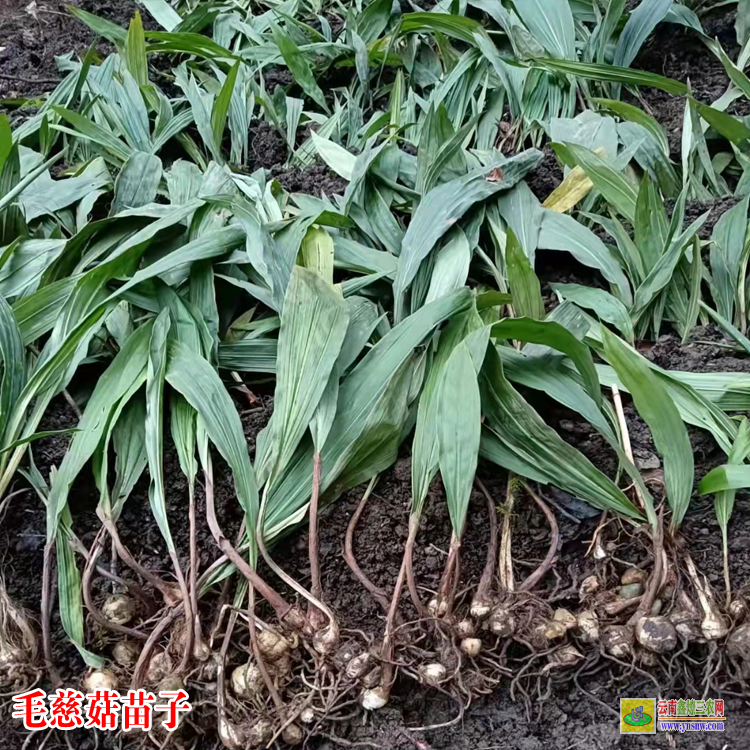 四川大安毛慈菇苗圖片 獨蒜蘭毛慈菇 毛慈菇苗怎么培植
