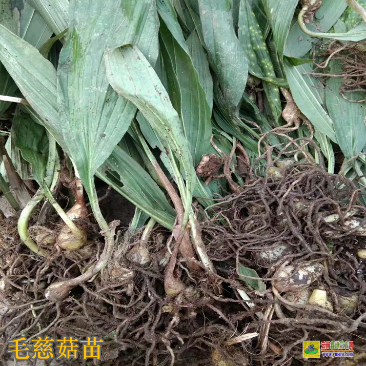 武漢漢陽(yáng)獨(dú)蒜蘭苗價(jià)格 毛慈菇價(jià)格干貨多少一公斤 毛慈菇價(jià)格2021恩施